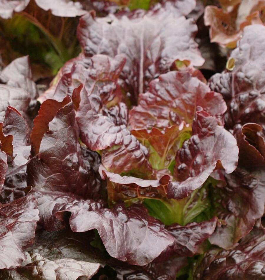 800+ CIMMARON ROMAINE LETTUCE SEEDS FRESH HARVEST FOR GARDENS