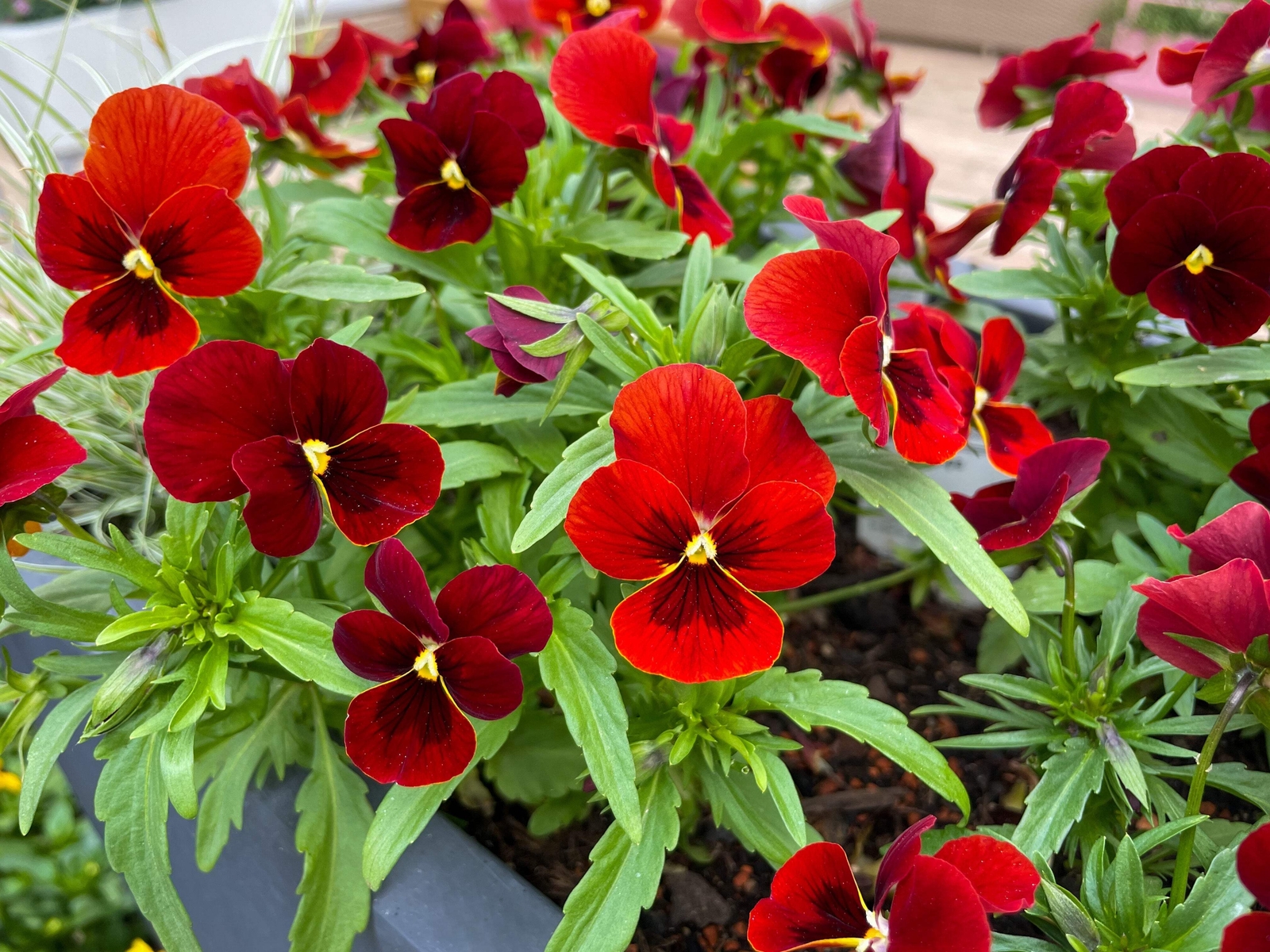 50 RED & BROWN PANSY Swiss Giant Viola Wittrockiana Violet Flower Seeds *Flat SH