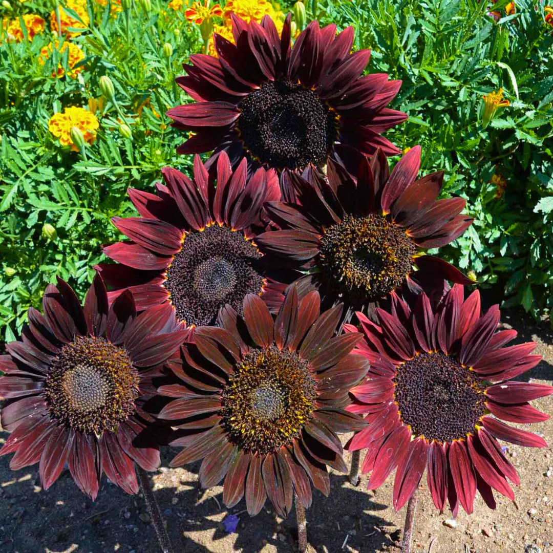 Fresh Premium Chocolate Cherry Sunflower Seeds | Heirloom Non-GMO | Flower Seed