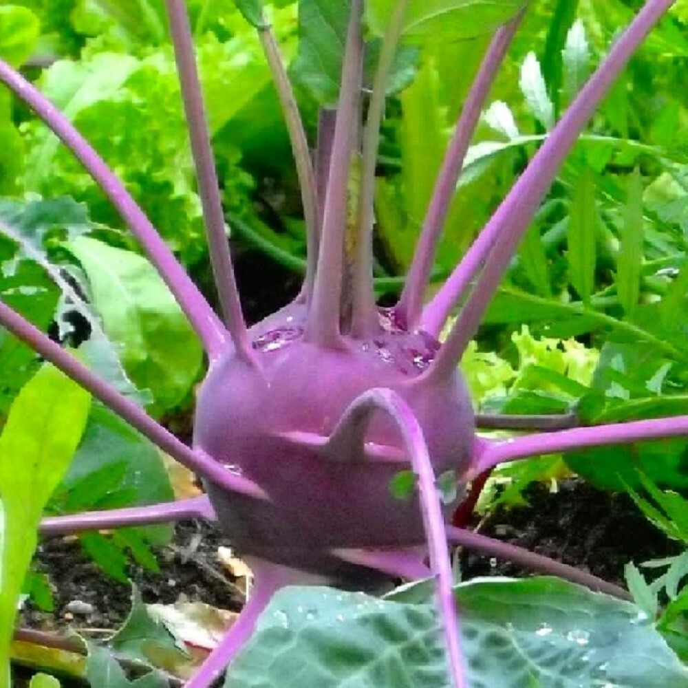 Purple Vienna Kohlrabi Seeds | NON-GMO | Heirloom | Fresh Garden Seeds