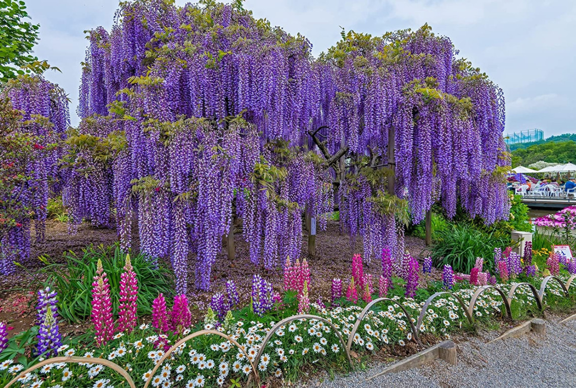 20 Purple Wisteria sinensis Tree Seeds Fast Climber Flower Vine Hardy Plant