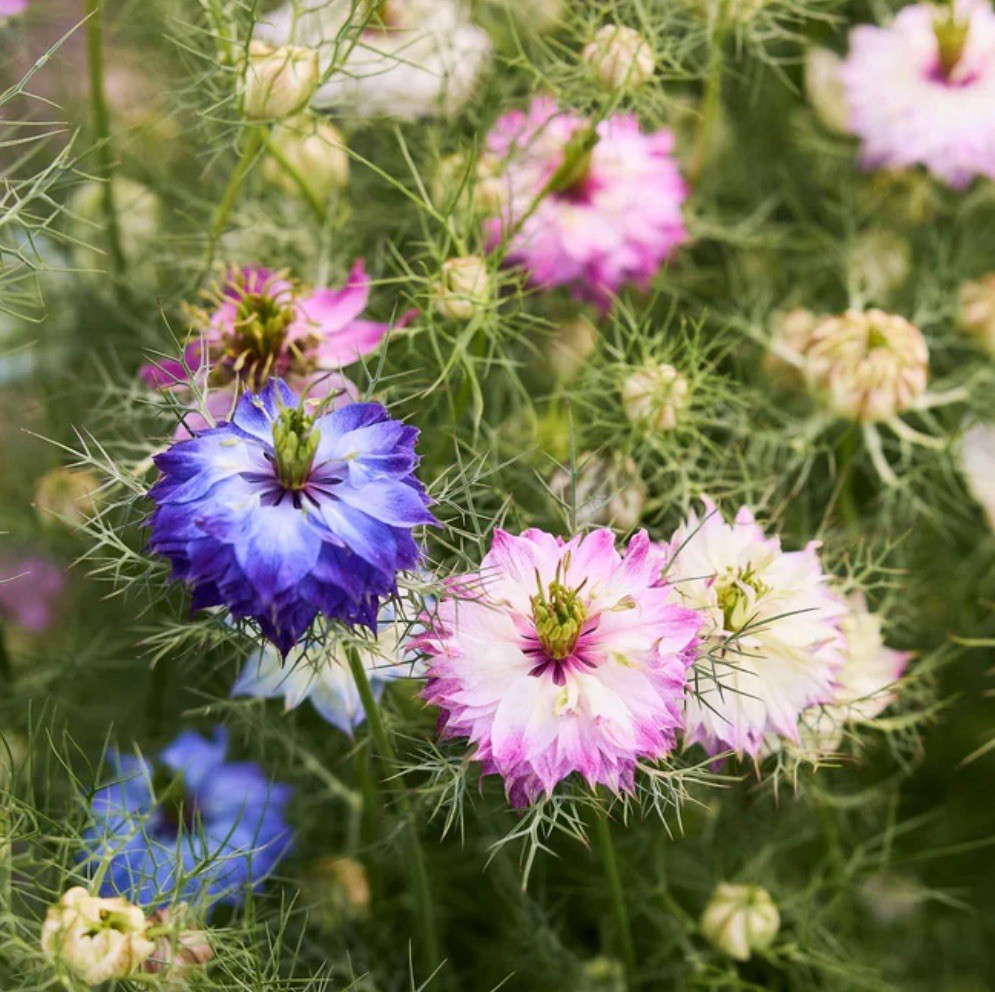 3 Pack Flower Seeds~Organic Heirloom~ Love In A Mist~Hollhock~Bachelor Button