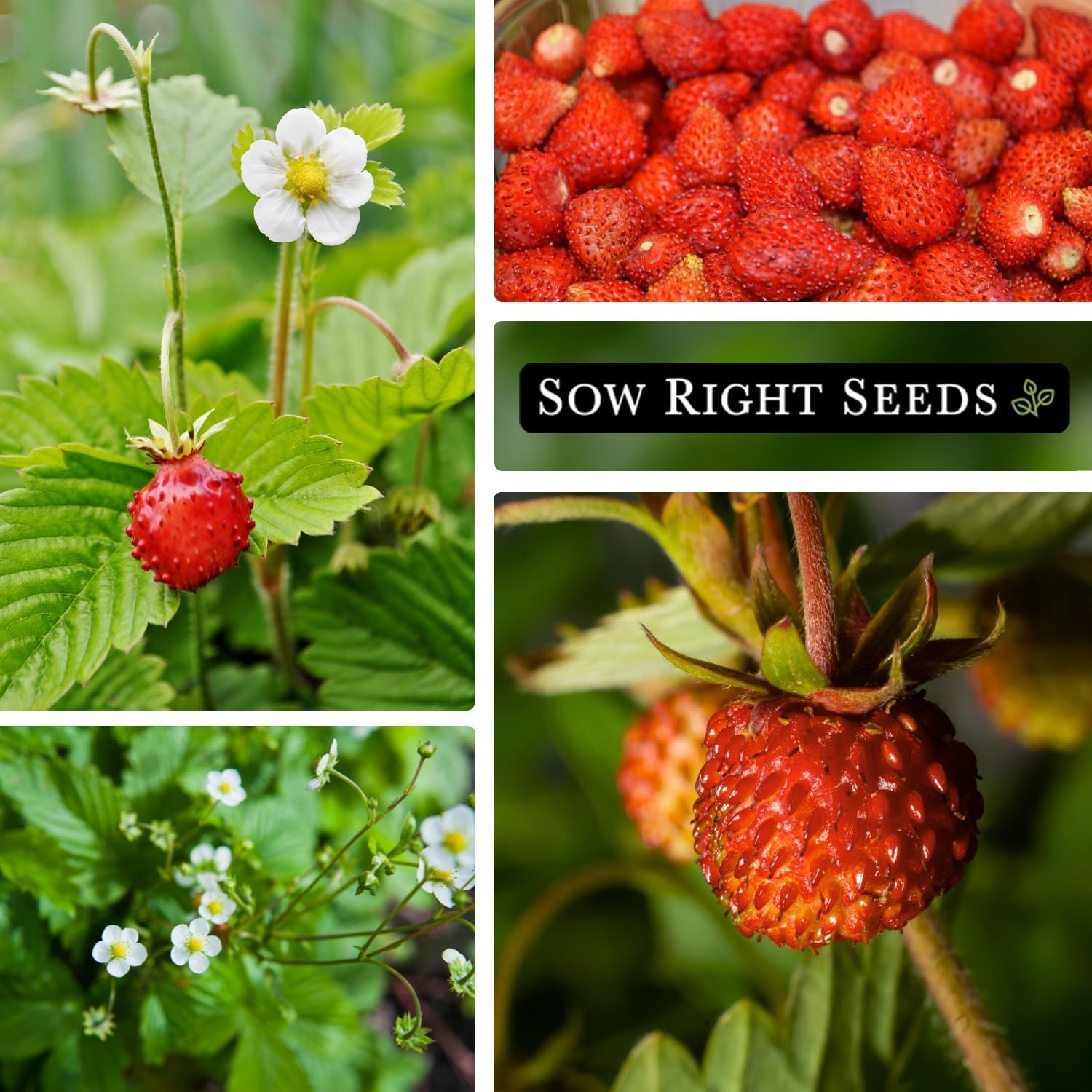 Sow Right Seeds – Regina Alpine Strawberry Seeds for Planting – Non-GMO Heirloom