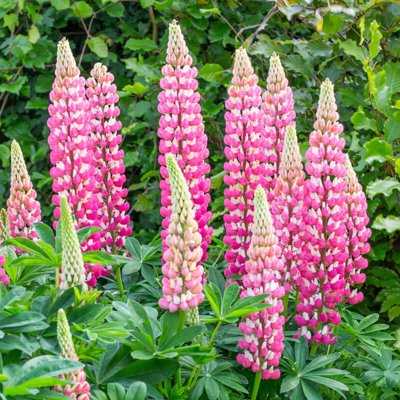 Chatelaine Lupine Seeds | Heirloom | Free Shipping | Flower Seeds | 1256