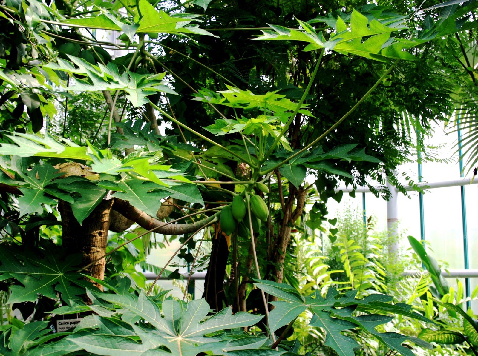 Carica papaya 100 Seeds – Papaya