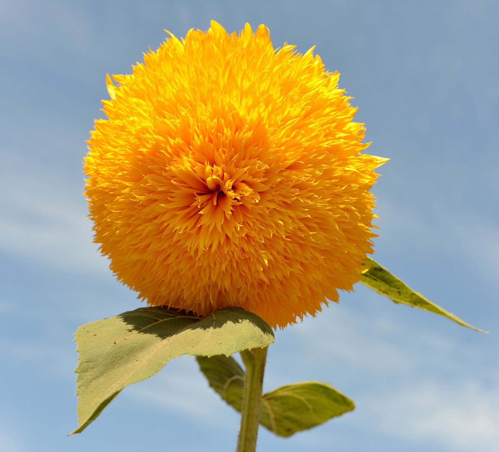 Heirloom Dwarf Teddy Bear Sunflower Seeds Non-GMO Attracts Pollinators