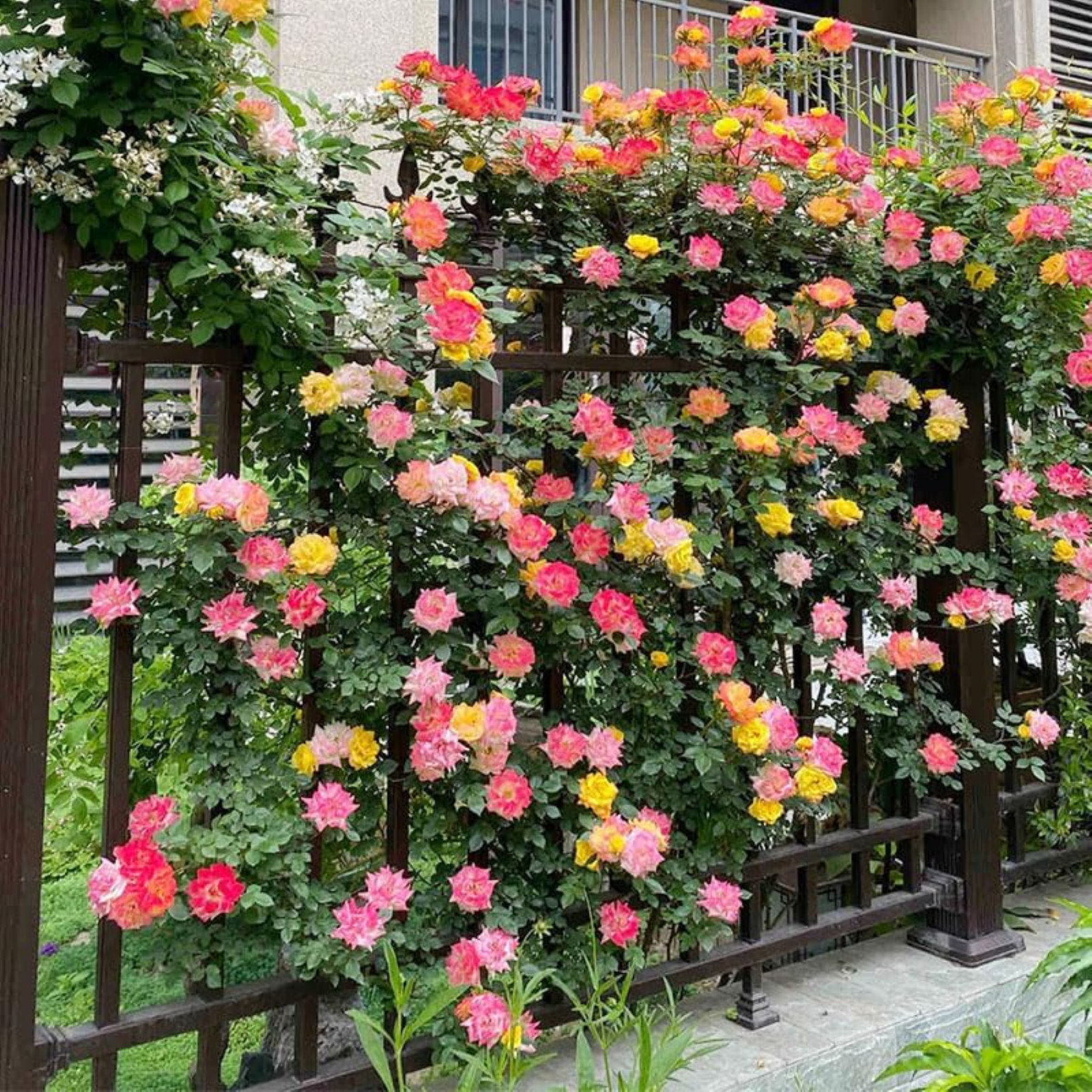Mixed Climbing Rose Rosa Seeds for Planting Outdoors -Heirloom Garden Vine Home