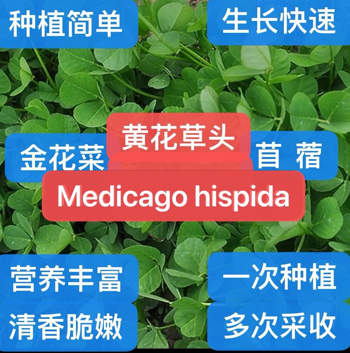 500+Medicago hispida Seeds Shanghai Alfalfa Organic Vegetable500多粒上海草头菜金花菜种子2023