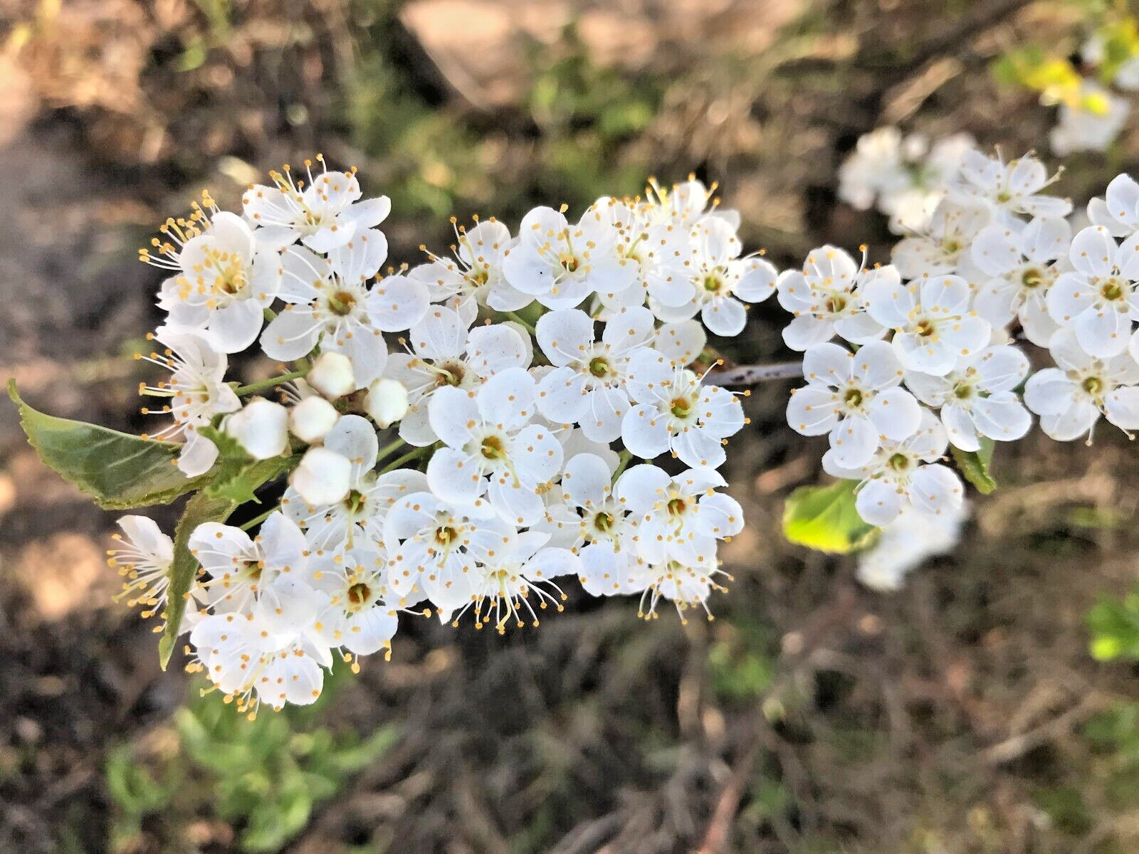 Pin Cherry Tree | Premium Seeds | Prunus pensylvanica ‘Spring’ | Plants’®