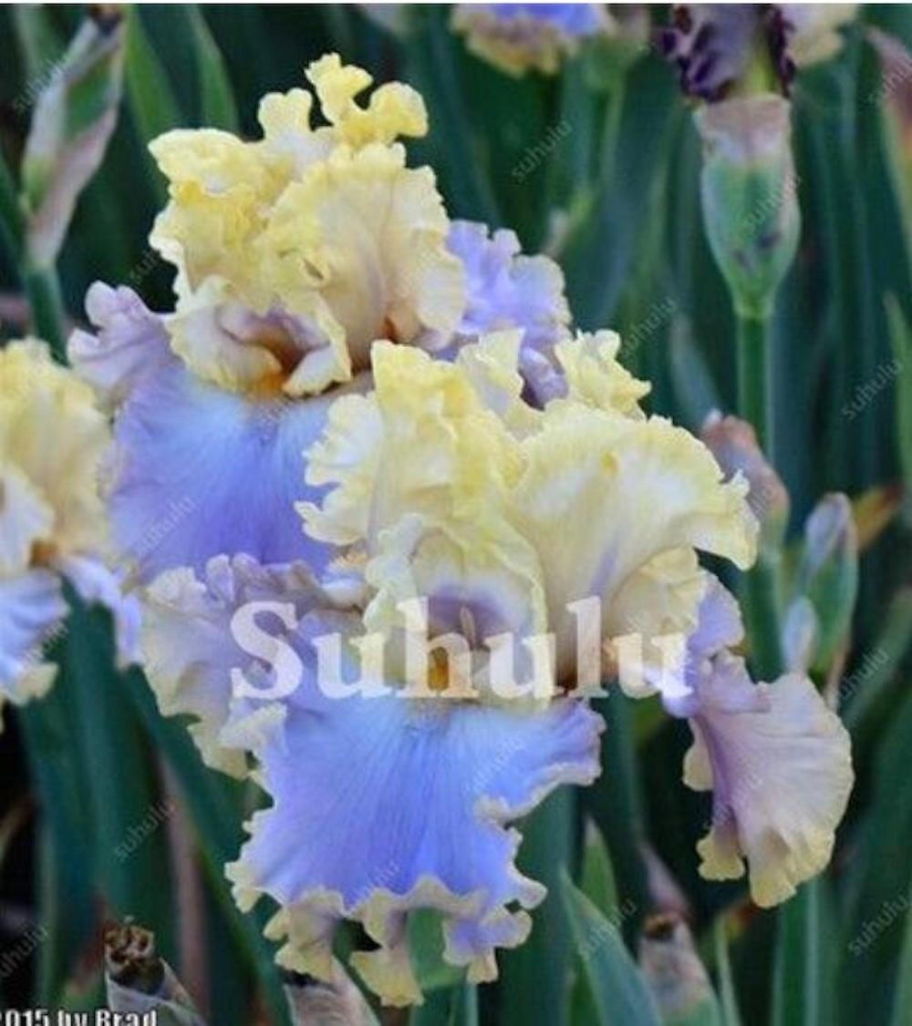 20 SEEDS for Blue/Yellow IRIS rare flower exotic bloom garden plant USA Seller