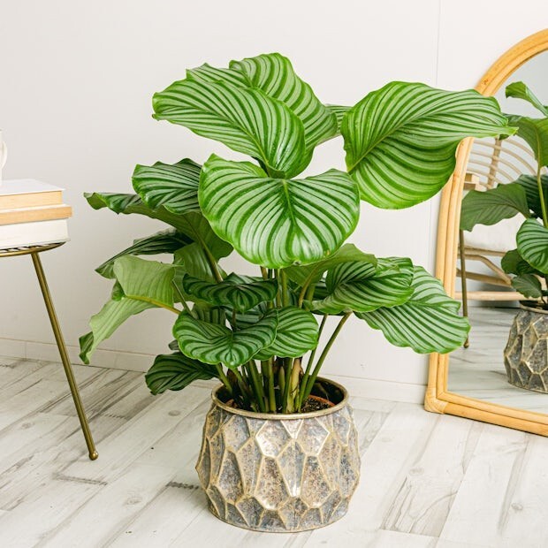 25+ Round-Leaved Calathea Seeds for Garden Planting – USA – FREE SHIPPING!