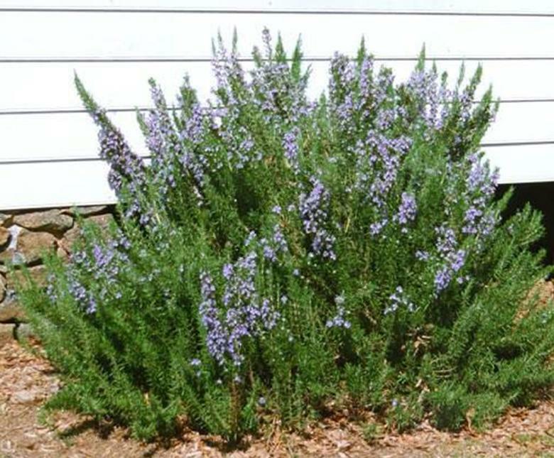 Rosemary Herb 50 Seeds Heirloom NON-GMO-Fresh Seeds-WONDERFUL AROMA