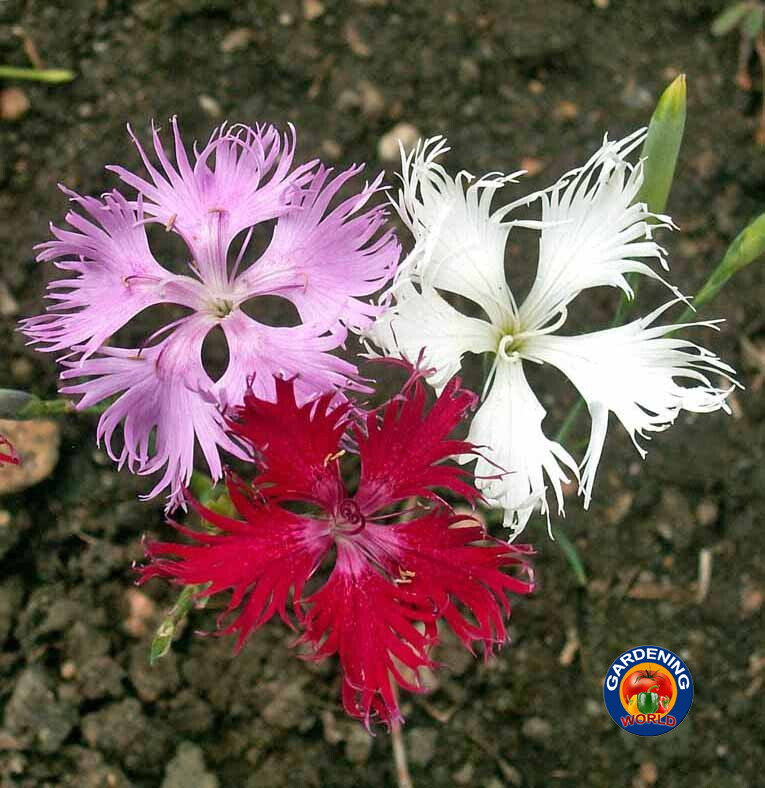 1oz Fringed Pinks Dianthus Superbus Flower Seeds Fragrant (26,000+ Seeds)
