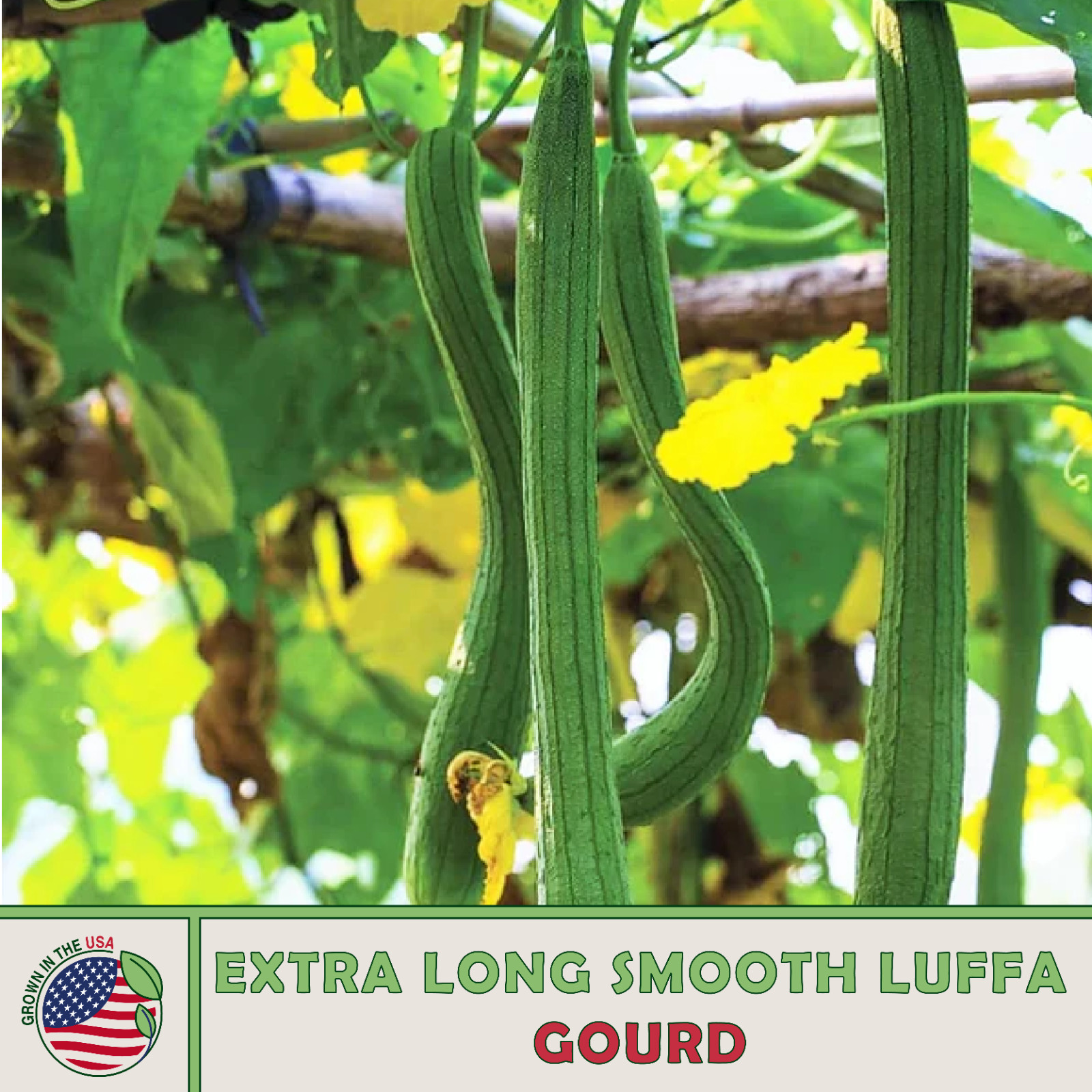 10 Extra Long Smooth Luffa Gourd Seeds, Open-Pollinated, Genuine USA