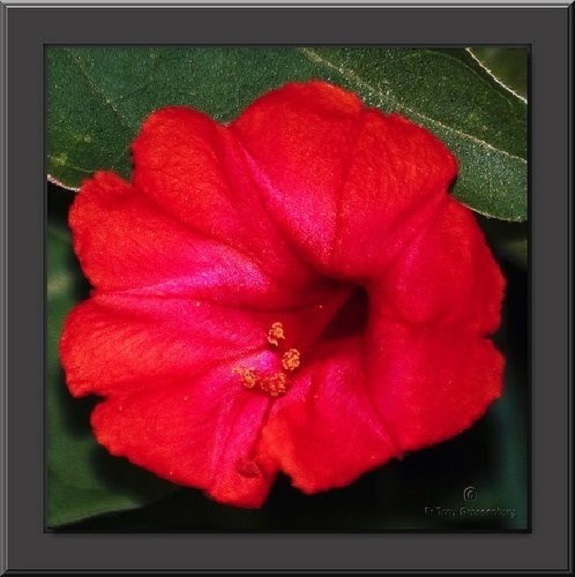 40+ Scarlet Red Four O’ Clock / Mirabilis Jalapa / Perennial Flower Seeds