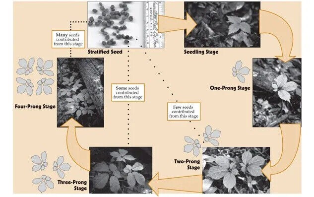 American Ginseng Seeds for Planting (50 Seeds) Ready to Plant, P. quinquefolius