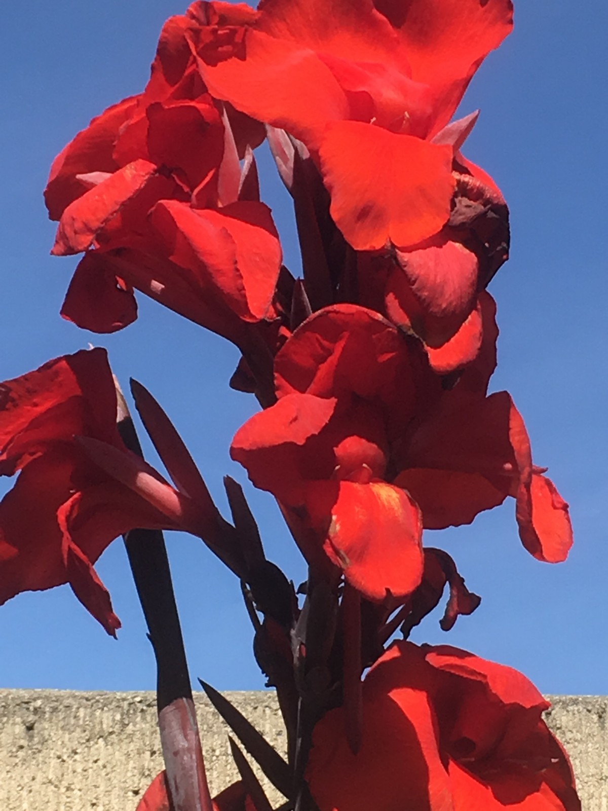 Red Canna Lily Rhizomes