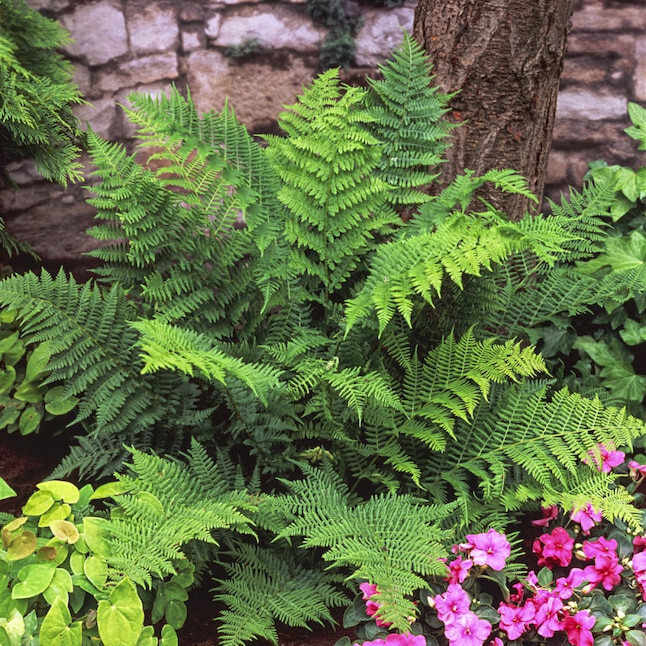 1 Lady Fern Athyrium filix-femina Wildflower garden Dormant Bare root crown