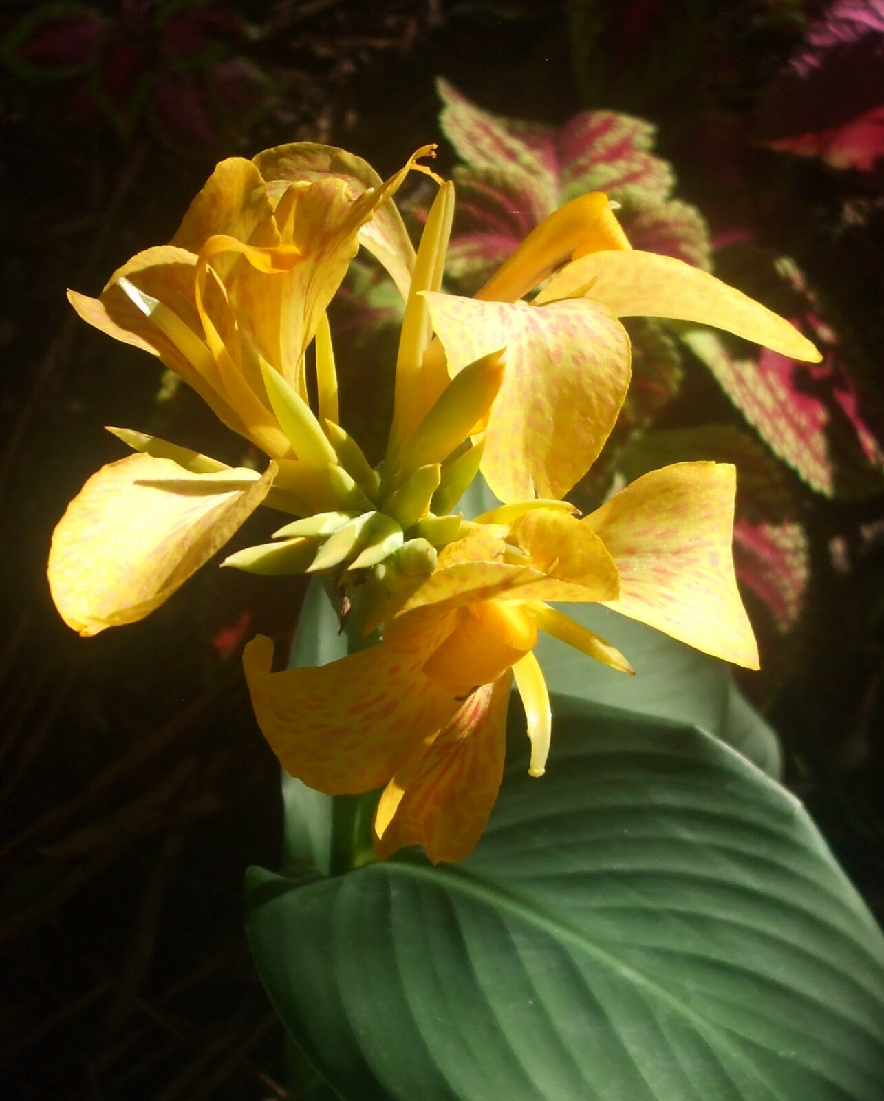 20 seeds of CANNA LILY – great color mixture, red with yellow, pink and yellow