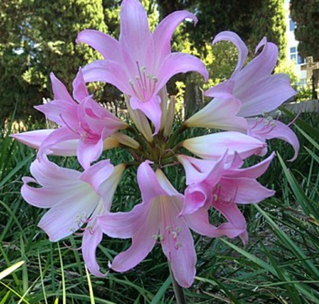 1 Large Amaryllis Belladonna Pink Naked Lady Lily Flower Bulb Big Blooming Size