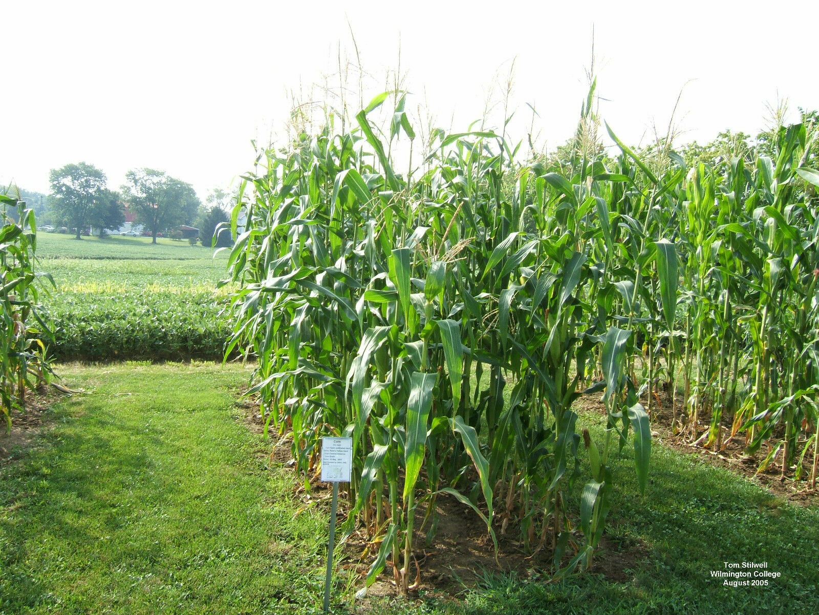 10LB Pound Reid’s Yellow Dent Field Corn Open Pollinated Non GMO Reids USA Pound