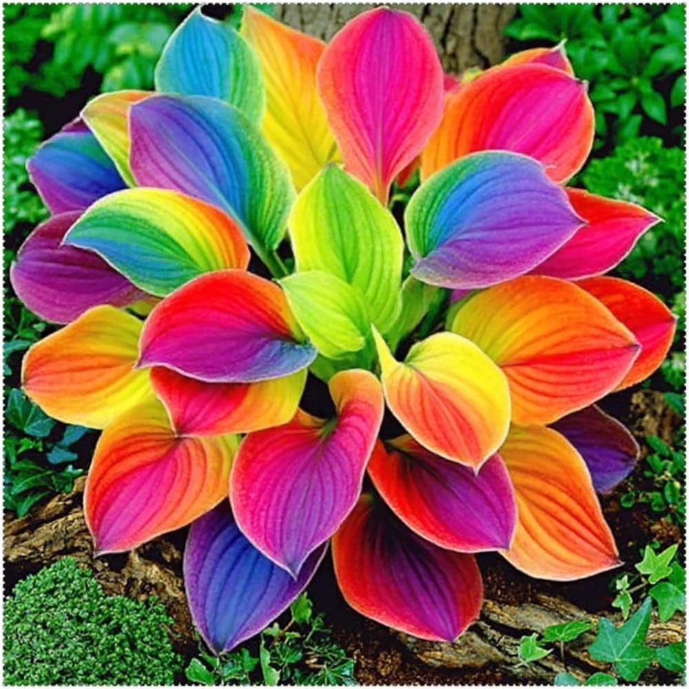 220+ Mixed Color Hosta Seeds for Planting – Hostas Seeds Rare Perennial, Flower