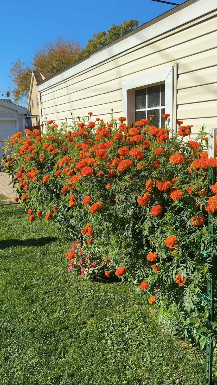Cempasúchil Mexicano 🇲🇽 -300 Semillas (Mexican Marigold – 300 Seeds)