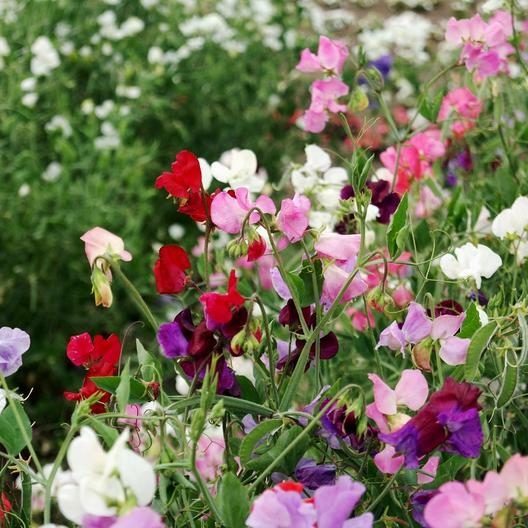 Sweet Pea KNEE HIGH Mix 36″ Dwarf Vine Great for Containers! Non-GMO 50 Seeds!