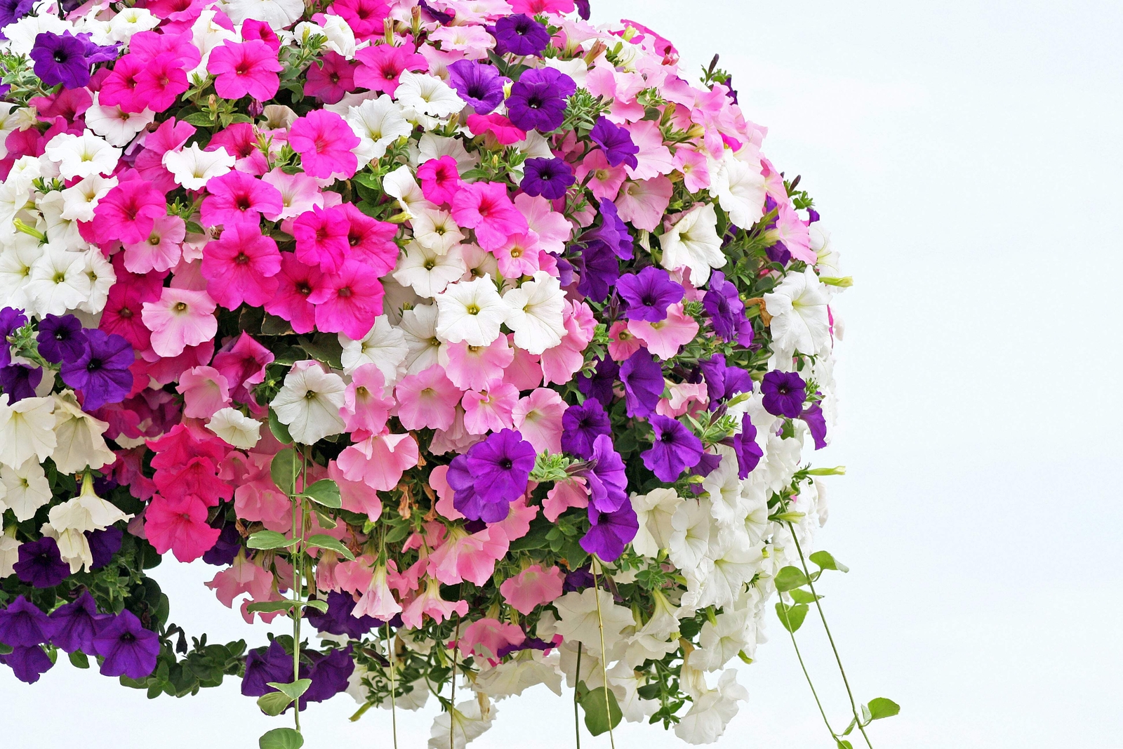 250 Mixed Colors DWARF PETUNIA Pink Red Purple White Yellow Bicolor Flower Seeds