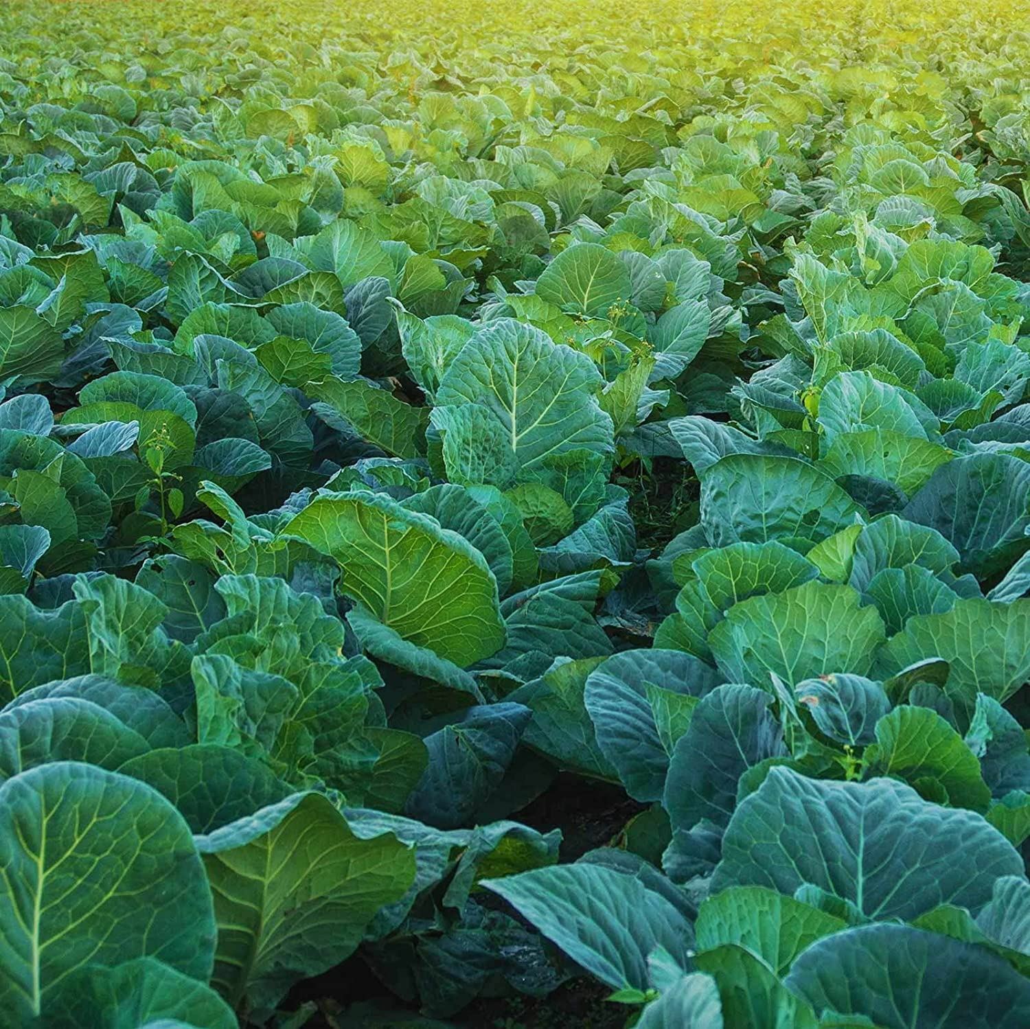 Morris Heading Collard Green Seeds, “COOL BEANS N SPROUTS” Brand. Non-GMO. Home