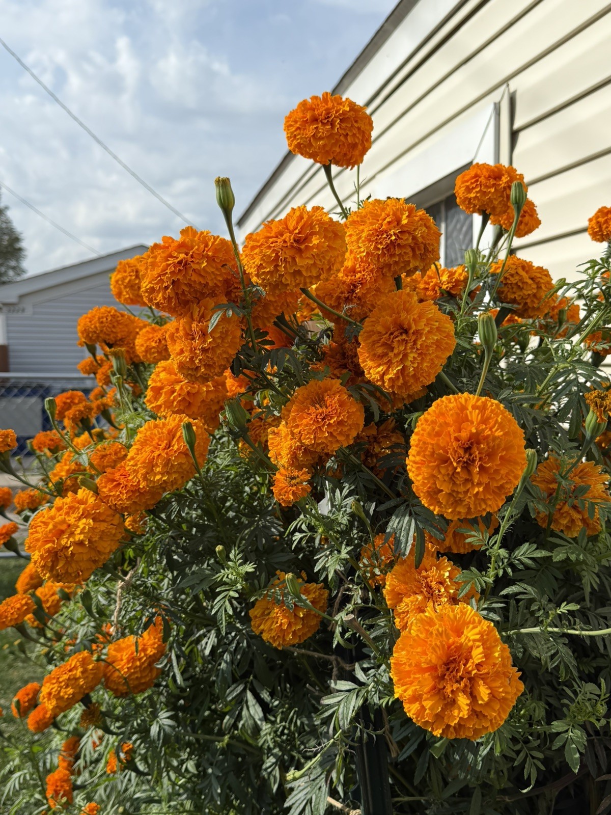 Cempasúchil Mexicano 🇲🇽 -300 Semillas (Mexican Marigold – 300 Seeds)