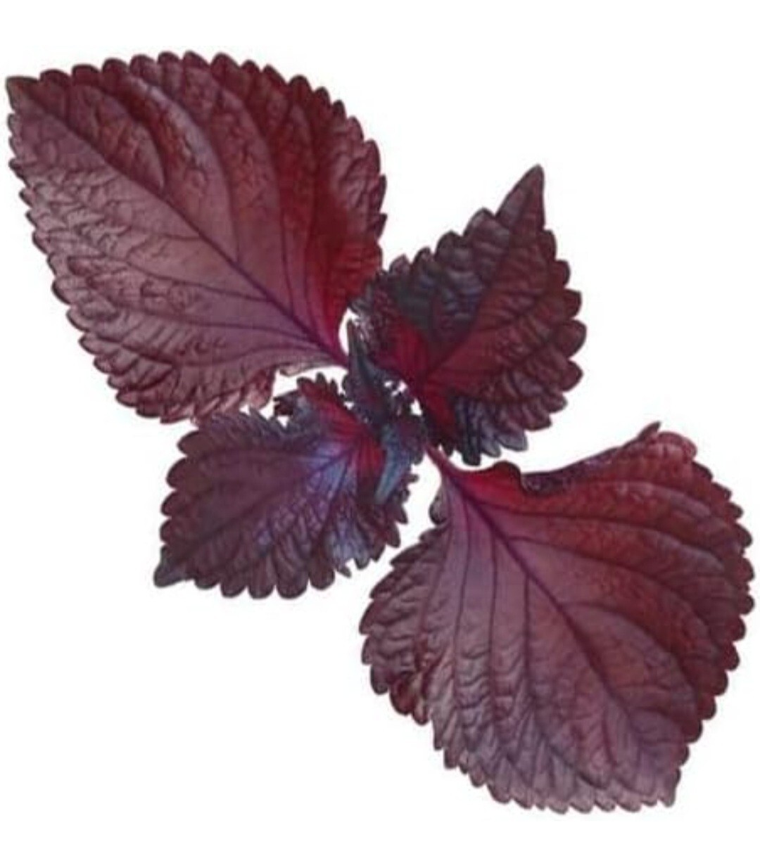 Purple Shiso Seeds, Perilla frutescens, Asian Culinary Chinese basil Red Mint