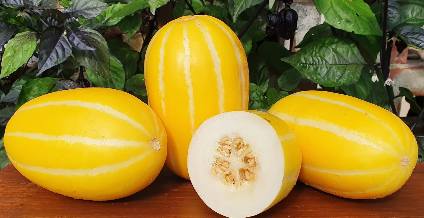 40 Heirloom Early Silver Line Melon Seeds – 2-3Lb Super Sweet Korean Melon