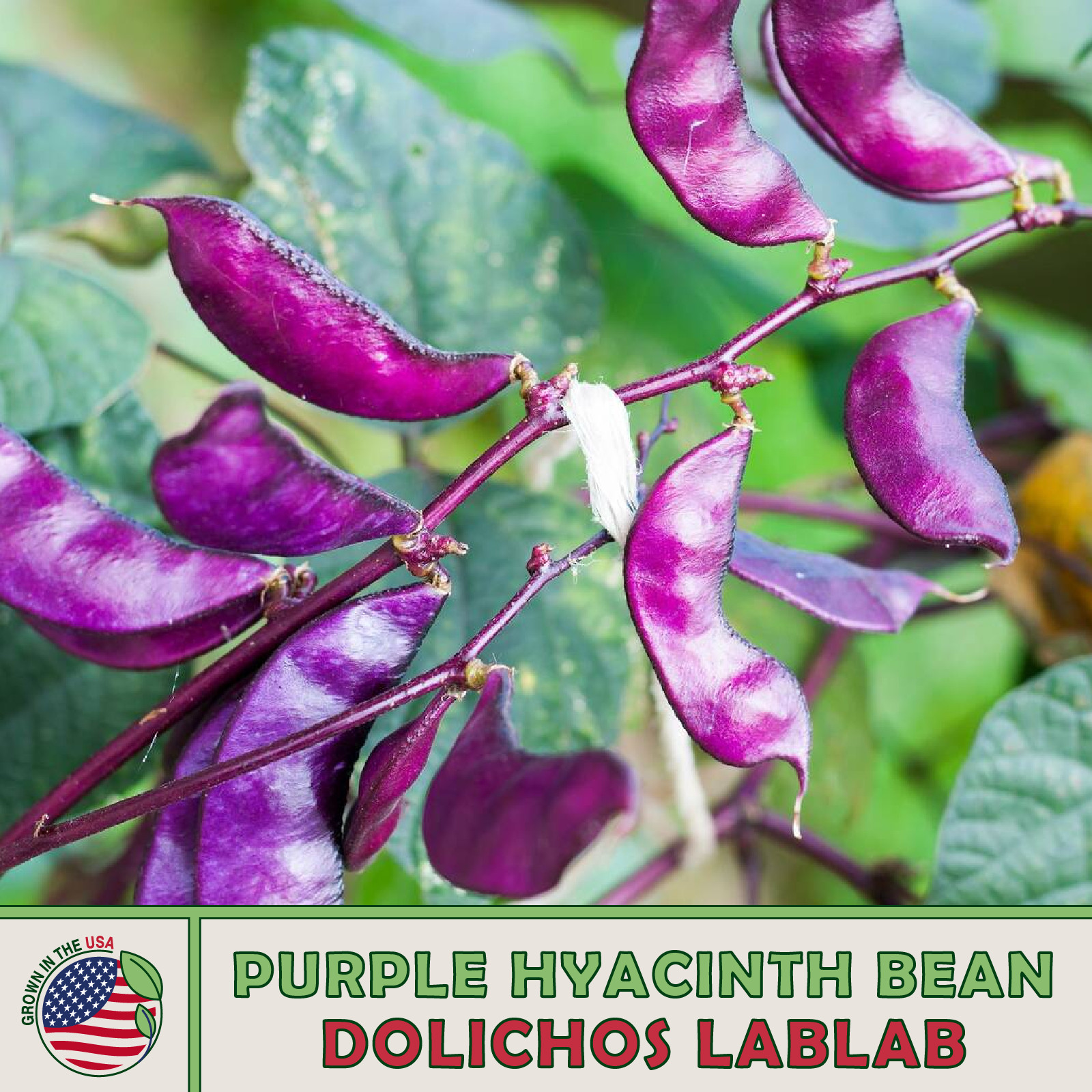15 Purple Hyacinth Bean Seeds, Dolichos lablab, Climbing Vine, Edible, Medicinal