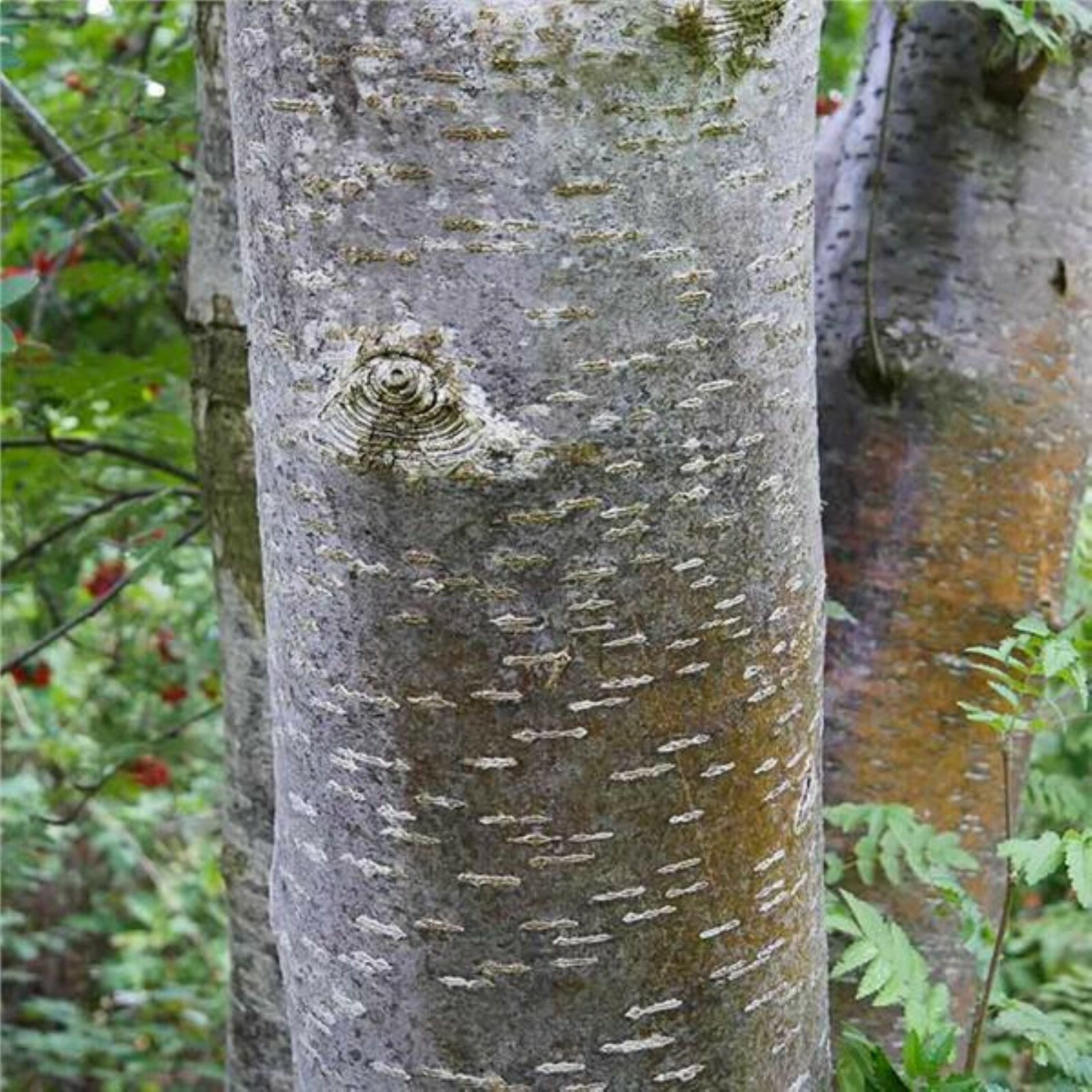American Mountain Ash (Sorbus americana) 2-3 year old tree/seedling bare root