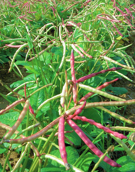 Top Pick Brown Crowder Cowpea Seeds | Southern Cow Pea Beans Vegetable Seed 2024