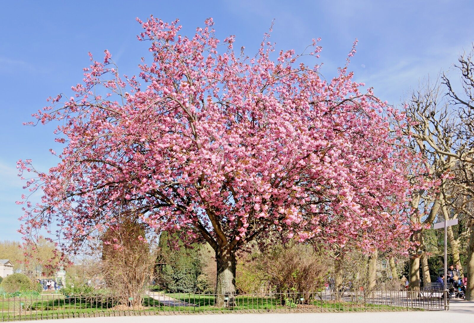 Japanese Cherry Tree PB | Premium Seeds | Prunus serrulata ‘Fall’ | Plants’®