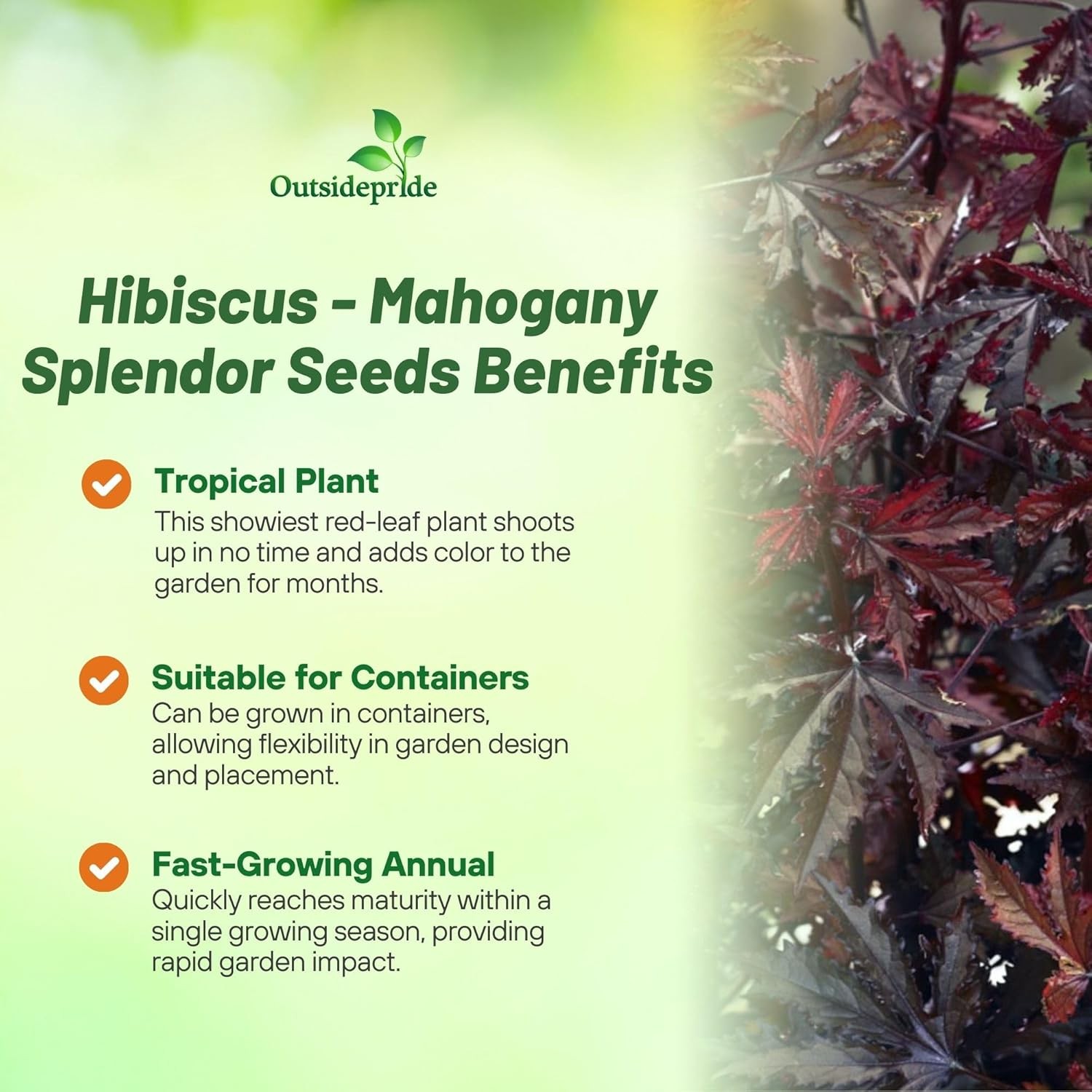 10 Seeds Drought Tolerant Hibiscus Mahogany Splendor Garden Flower Plant Seed