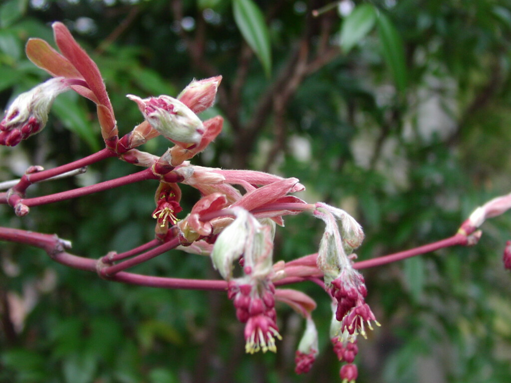 Full Moon Maple, Acer japonicum, Tree Seeds (Fall Color, Bonsai, Hardy, Easy)