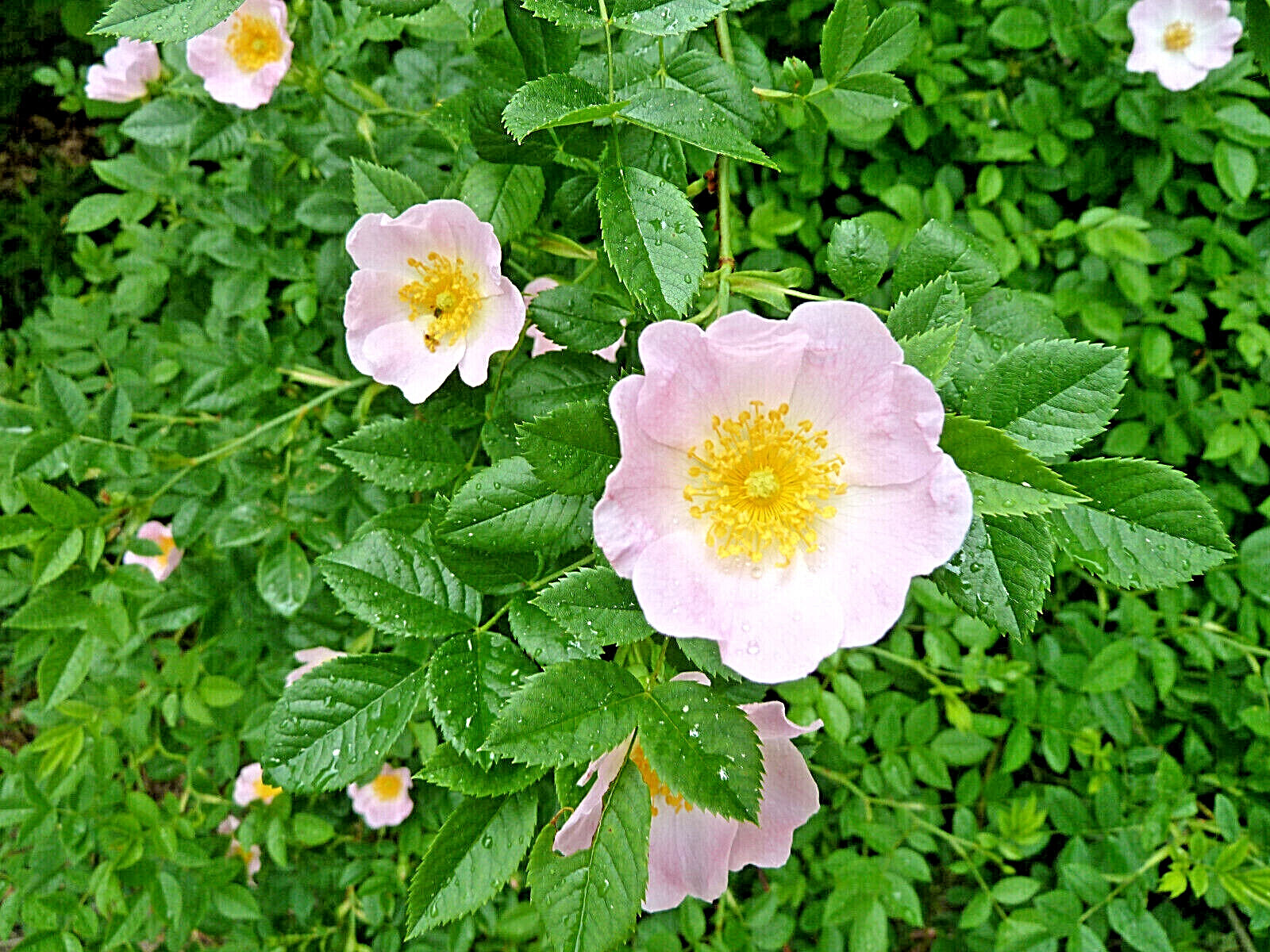 Wild Rose 10 Seeds Nootka Rose (Rosa Nutkana) Bristly Rose