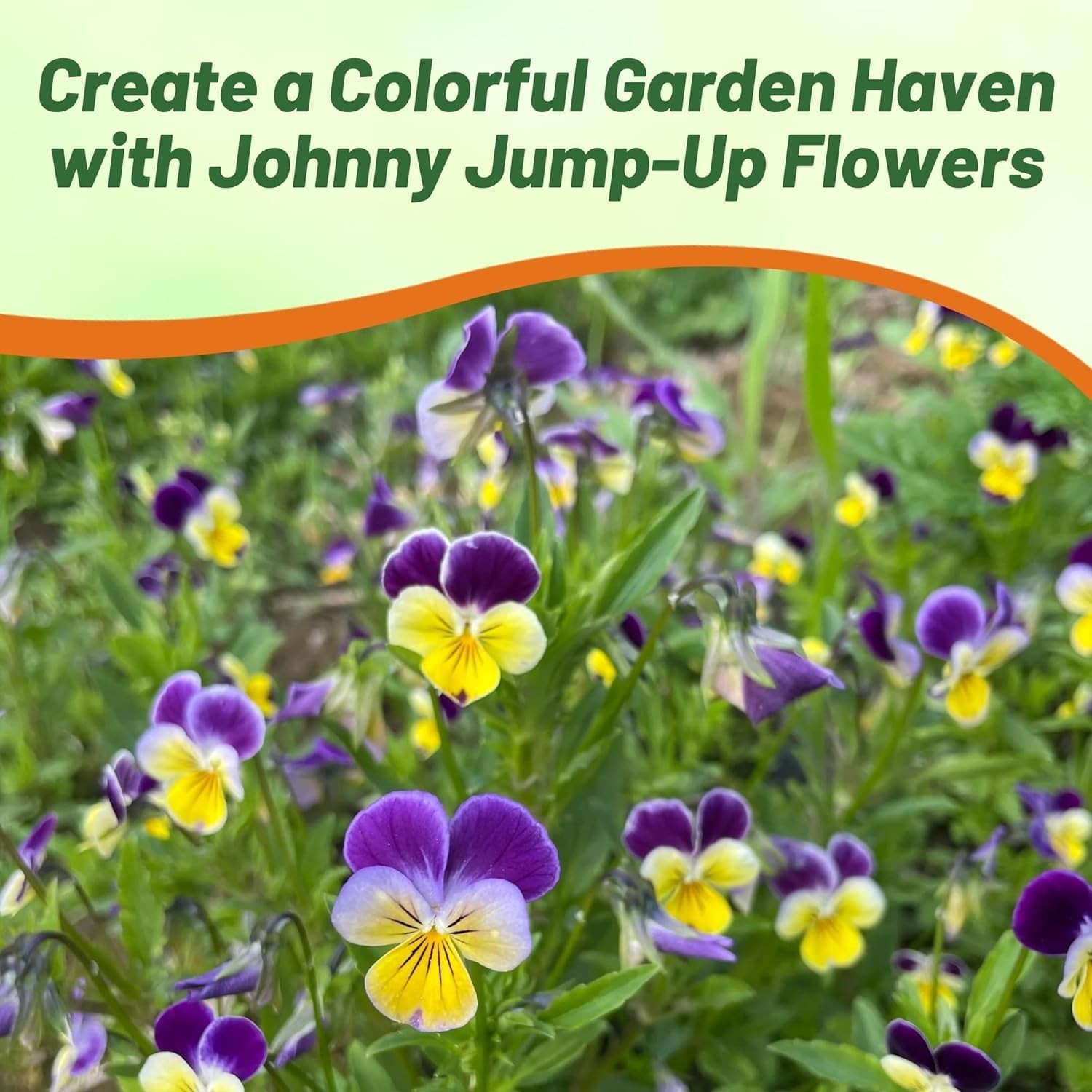Johnny Jump Up Wildflower Seeds – 5000 Multi-Colored Blooms for Any Garden