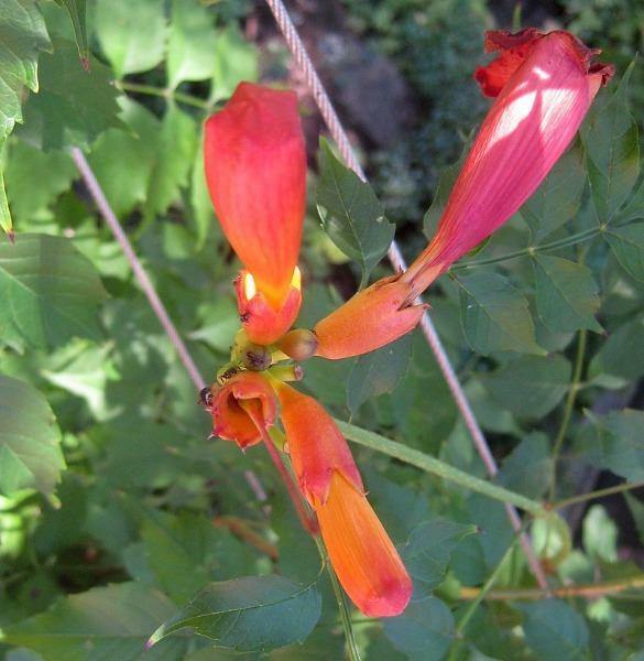 Campsis radicans Flamenco | Hummingbird vine | Trumpet Creeper | 100 Seeds