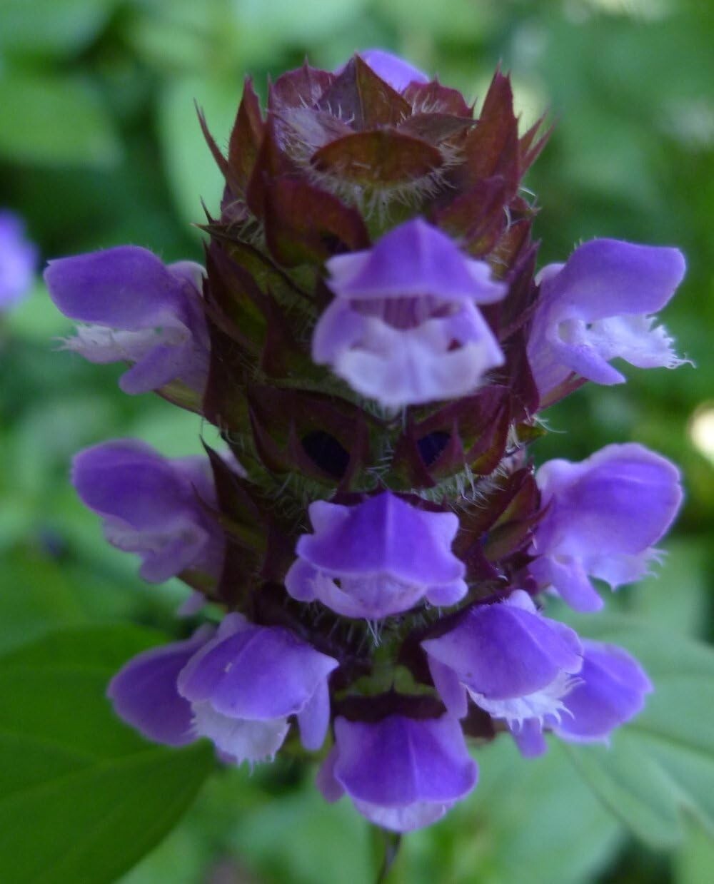 Self Heal – Live Rootball – Prunella vulgaris