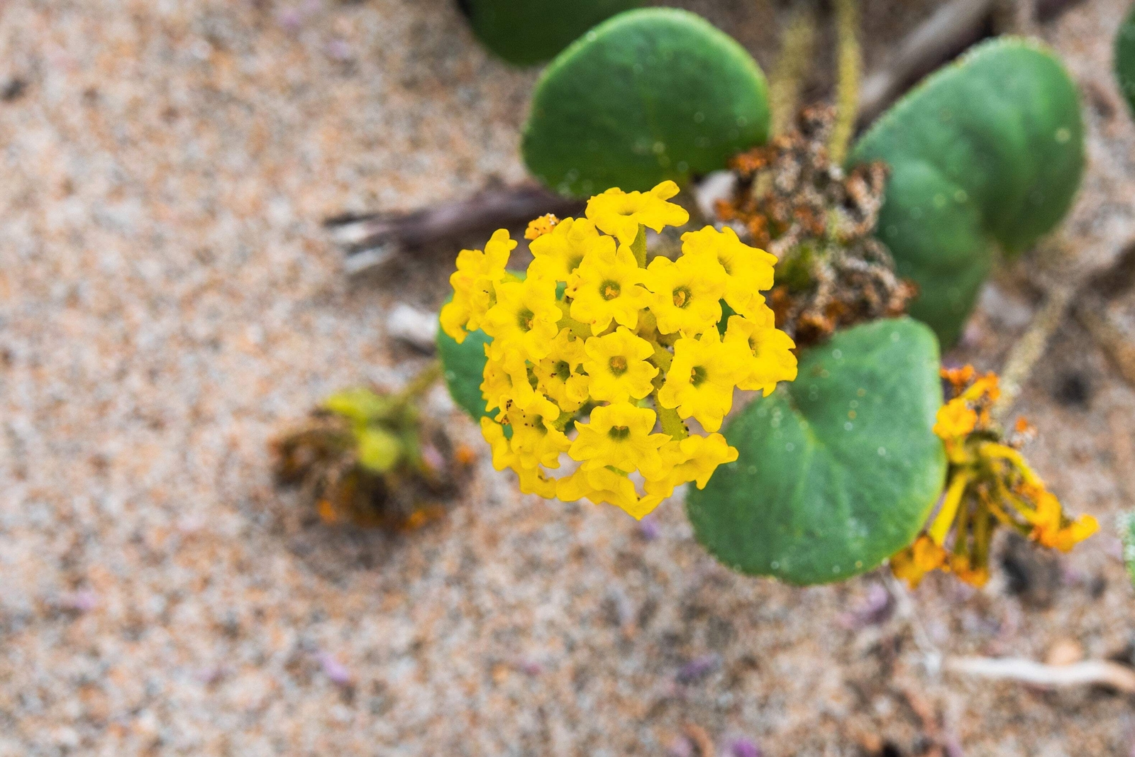 20 YELLOW SAND VERBENA Coastal Abronia Latifolia Arenaria Flower Seeds *Comb S/H