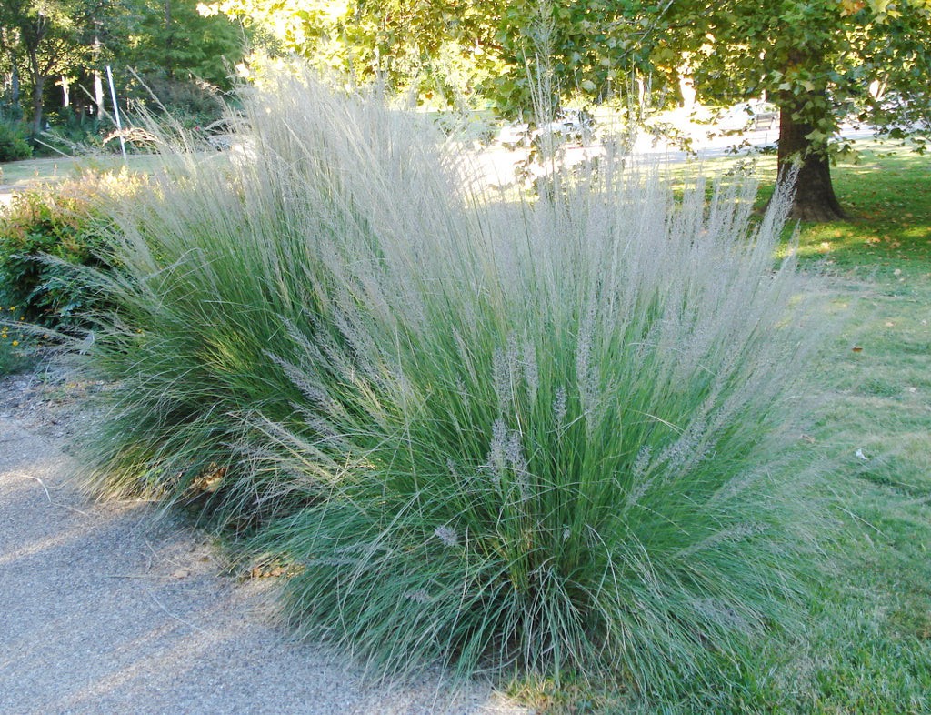 Muhly Grass Muhlenbergia Lindheimer Seeds Free Shipping!