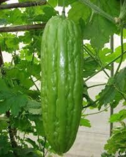 100 khổ qua Green Skin Bittermelon Seeds; Bitter Melon 青皮苦瓜; 96% germination