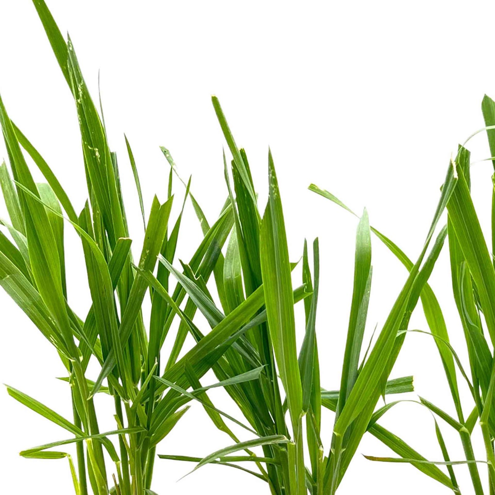 Cat Grass (Dactylis glomerata) Nutritious & Pet-Friendly Plant for Cats & Dogs