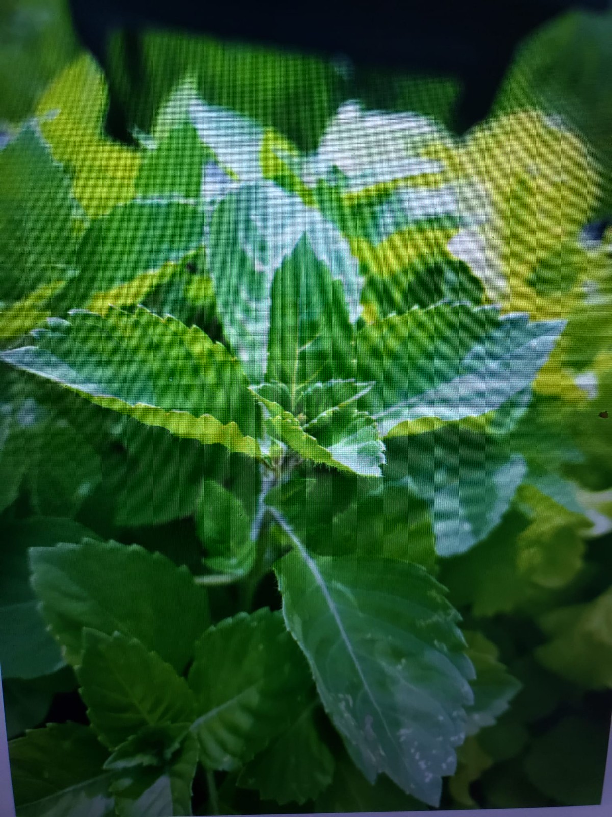 Holy RAM TULSI BASIL SEEDS 250 GREEN LEAF HERB garden FREE SHIPPING USA seller