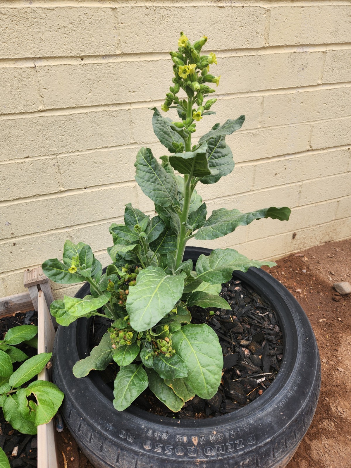 Nicotiana rustica (Aztec Tobacco) Heirloom Seeds for Planting 0.1g or 1.0g