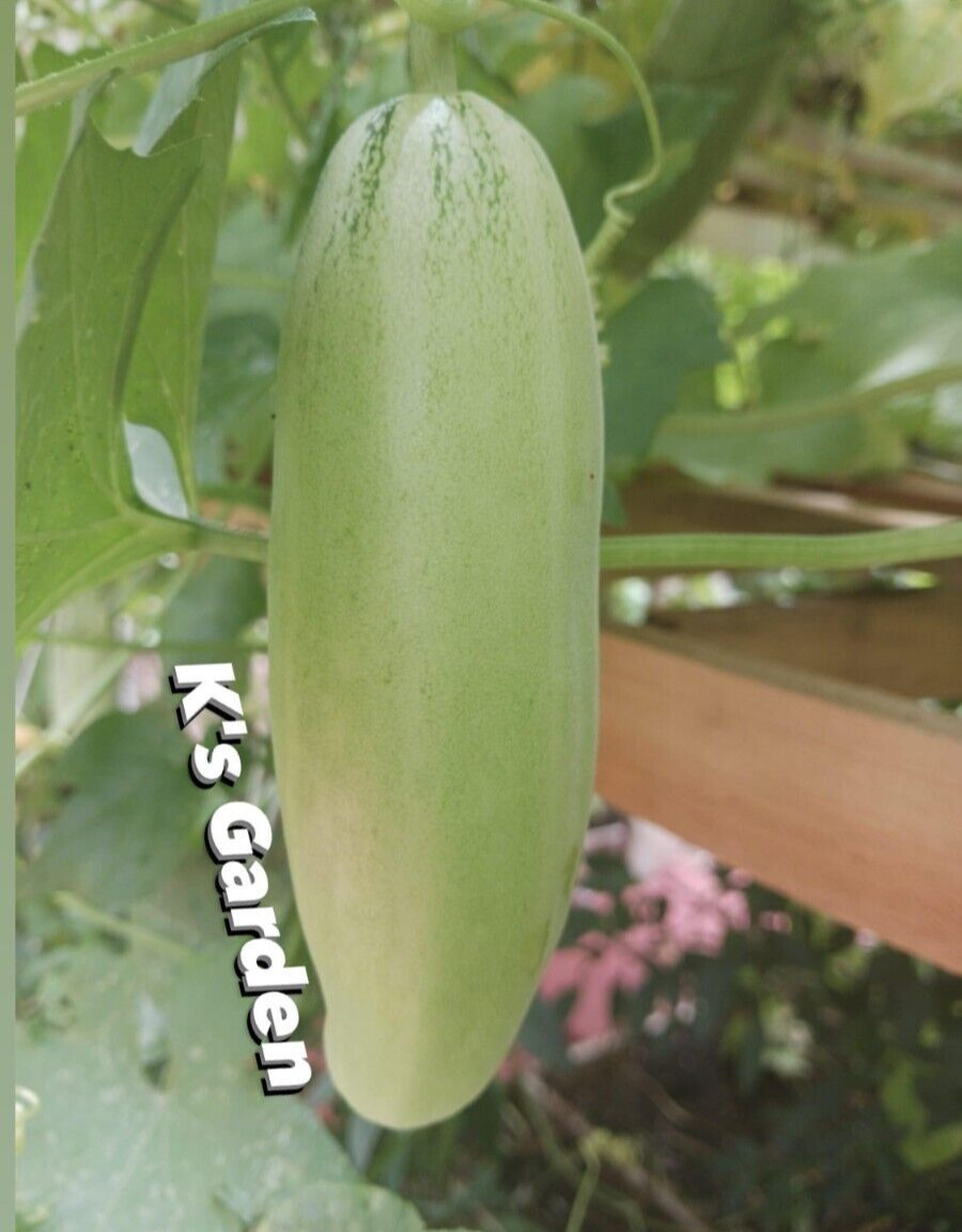 20 pcs MUSK MELON SEEDS, DƯA GANG DẺO | 98% GERMINATION, NEW SEEDS |